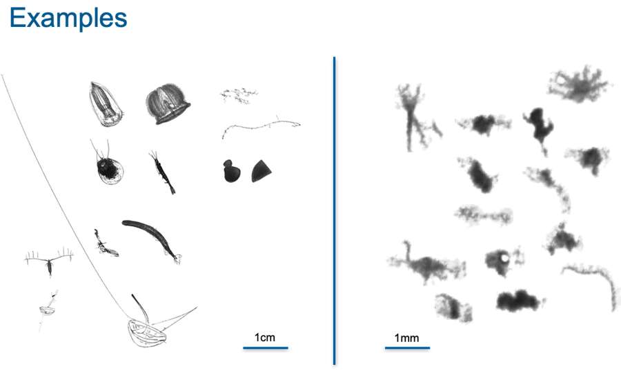 Images from GEOMAR's own PIScO System (Varifocal Shadowgraph) Image